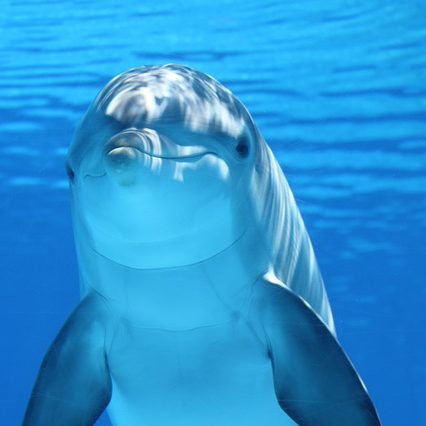 dolphin-free Pixabay 203875_640